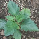 Datura stramonium L.Datura stramonium L.