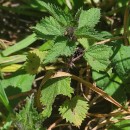 Urtica dioica L.Urtica dioica L.