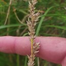 Carex paniculata L. subsp. lusitanica (Schkuhr) MaireCarex paniculata L. subsp. lusitanica (Schkuhr) Maire