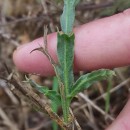 Genista tridentata L. subsp. cantabrica (Spach) NymanGenista tridentata L. subsp. cantabrica (Spach) Nyman