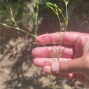 Juncus bufonius L.Juncus bufonius L.