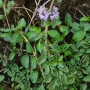 Mentha pulegium L.Mentha pulegium L.