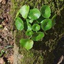 Umbilicus rupestris (Salisb.) DandyUmbilicus rupestris (Salisb.) Dandy