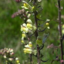 Antirrhinum meonanthum Hoffmanns. & Link. s.l.Antirrhinum meonanthum Hoffmanns. & Link. s.l.