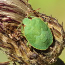 Palomena prasina (Linnaeus, 1761)Palomena prasina (Linnaeus, 1761)