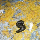 Geomalacus maculosus Allman, 1843Geomalacus maculosus Allman, 1843