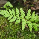 Asplenium obovatum Viv. subsp. billotii (F.W.Schultz) O.Bolòs, Vigo, Masalles & NinotAsplenium obovatum Viv. subsp. billotii (F.W.Schultz) O.Bolòs, Vigo, Masalles & Ninot