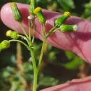 Senecio vulgaris L.Senecio vulgaris L.