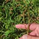 Rumex acetosa L. subsp. acetosaRumex acetosa L. subsp. acetosa