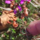 Erica cinerea L.Erica cinerea L.