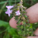 Clinopodium nepeta (L.) KuntzeClinopodium nepeta (L.) Kuntze