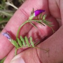 Vicia sativa L. subsp. nigra Ehrh.Vicia sativa L. subsp. nigra Ehrh.