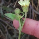 Andryala integrifolia L.Andryala integrifolia L.