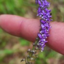 Anarrhinum bellidifolium (L.) Willd.Anarrhinum bellidifolium (L.) Willd.