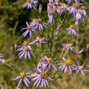 Galatella sedifolia (L.) GreuterGalatella sedifolia (L.) Greuter