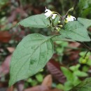 Solanum nigrum L.Solanum nigrum L.