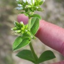 Cerastium glomeratum Thuill.Cerastium glomeratum Thuill.