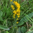 Ulex gallii Panch.Ulex gallii Panch.