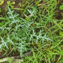 Galactites tomentosa MoenchGalactites tomentosa Moench