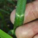 Hyacinthoides spp Heist. ex Fabr.Hyacinthoides spp Heist. ex Fabr.