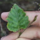 Betula celtiberica Rothm. & Vasc.Betula celtiberica Rothm. & Vasc.
