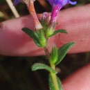 Glandora prostrata (Loisel.) D.C.ThomasGlandora prostrata (Loisel.) D.C.Thomas