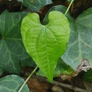 Dioscorea communis (L.) Caddick & WilkinDioscorea communis (L.) Caddick & Wilkin