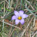 Romulea bulbocodium (L.) Sebast. & MauriRomulea bulbocodium (L.) Sebast. & Mauri