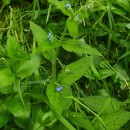 Pentaglottis sempervirens (L.) Tausch ex L.H. BaileyPentaglottis sempervirens (L.) Tausch ex L.H. Bailey