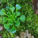 Saxifraga spathularis Brot.Saxifraga spathularis Brot.