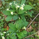 Primula vulgaris Huds.Primula vulgaris Huds.