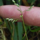 Poa annua L.Poa annua L.