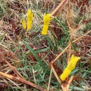 Narcissus cyclamineus DC.Narcissus cyclamineus DC.