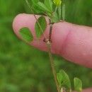 Trifolium dubium Sibth.Trifolium dubium Sibth.