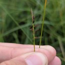 Carex pulicaris L.Carex pulicaris L.
