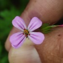 Geranium robertianum L.Geranium robertianum L.