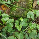 Glechoma hederacea L.Glechoma hederacea L.