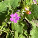 Geranium molle L.Geranium molle L.