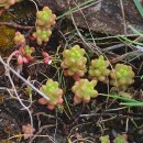 Sedum album L.Sedum album L.