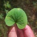 Viola palustris L.Viola palustris L.