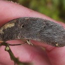 Cytisus striatus (Hill.) Rothm.Cytisus striatus (Hill.) Rothm.