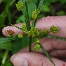 Cyperus eragrostis Lam.Cyperus eragrostis Lam.