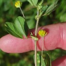 Trifolium dubium Sibth.Trifolium dubium Sibth.