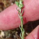 Logfia minima (Sm.) Dumort.Logfia minima (Sm.) Dumort.