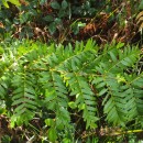 Osmunda regalis L.Osmunda regalis L.