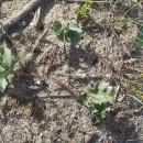 Eryngium maritimum L.Eryngium maritimum L.