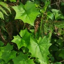 Delairea odorata Lem.Delairea odorata Lem.