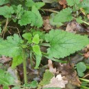 Scrophularia scorodonia L.Scrophularia scorodonia L.