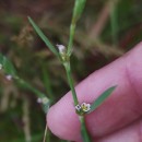 Polygonum aviculare L. subsp. aviculare .Polygonum aviculare L. subsp. aviculare .