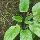 Scrophularia auriculata L.Scrophularia auriculata L.